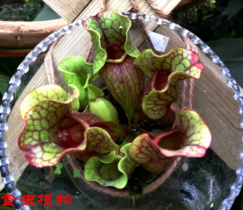 文化生活:畅游天下:英雄武汉 美丽武汉20、 文化生活:畅游天下:英雄武汉 美丽武汉20、