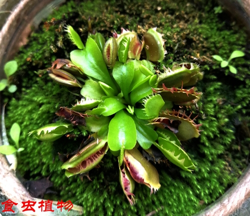 文化生活:畅游天下:英雄武汉 美丽武汉21、 文化生活:畅游天下:英雄武汉 美丽武汉21、