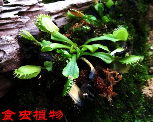 文化生活:畅游天下:英雄武汉 美丽武汉23、 文化生活:畅游天下:英雄武汉 美丽武汉23、