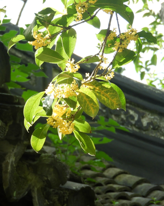 观赏明月桂花 欢度国庆中秋