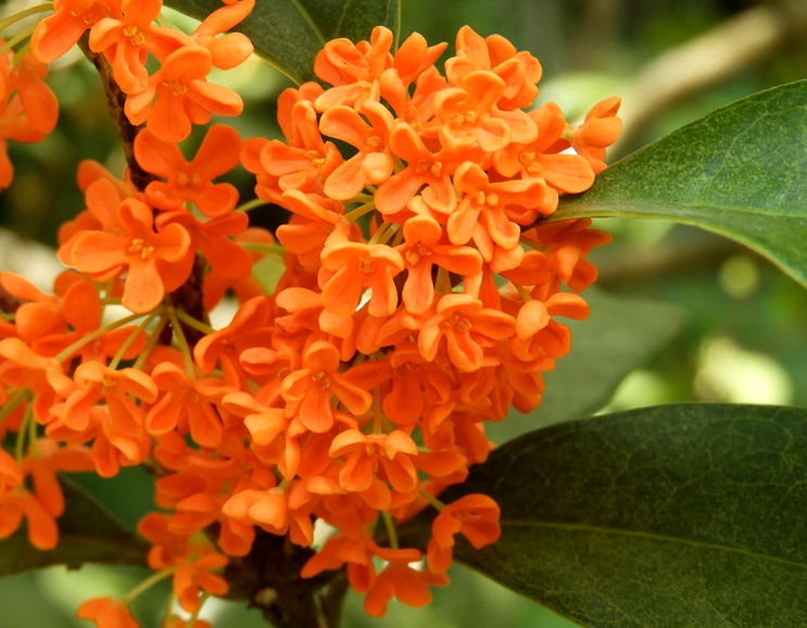 金桂,银桂和丹桂,各色桂花飘香.