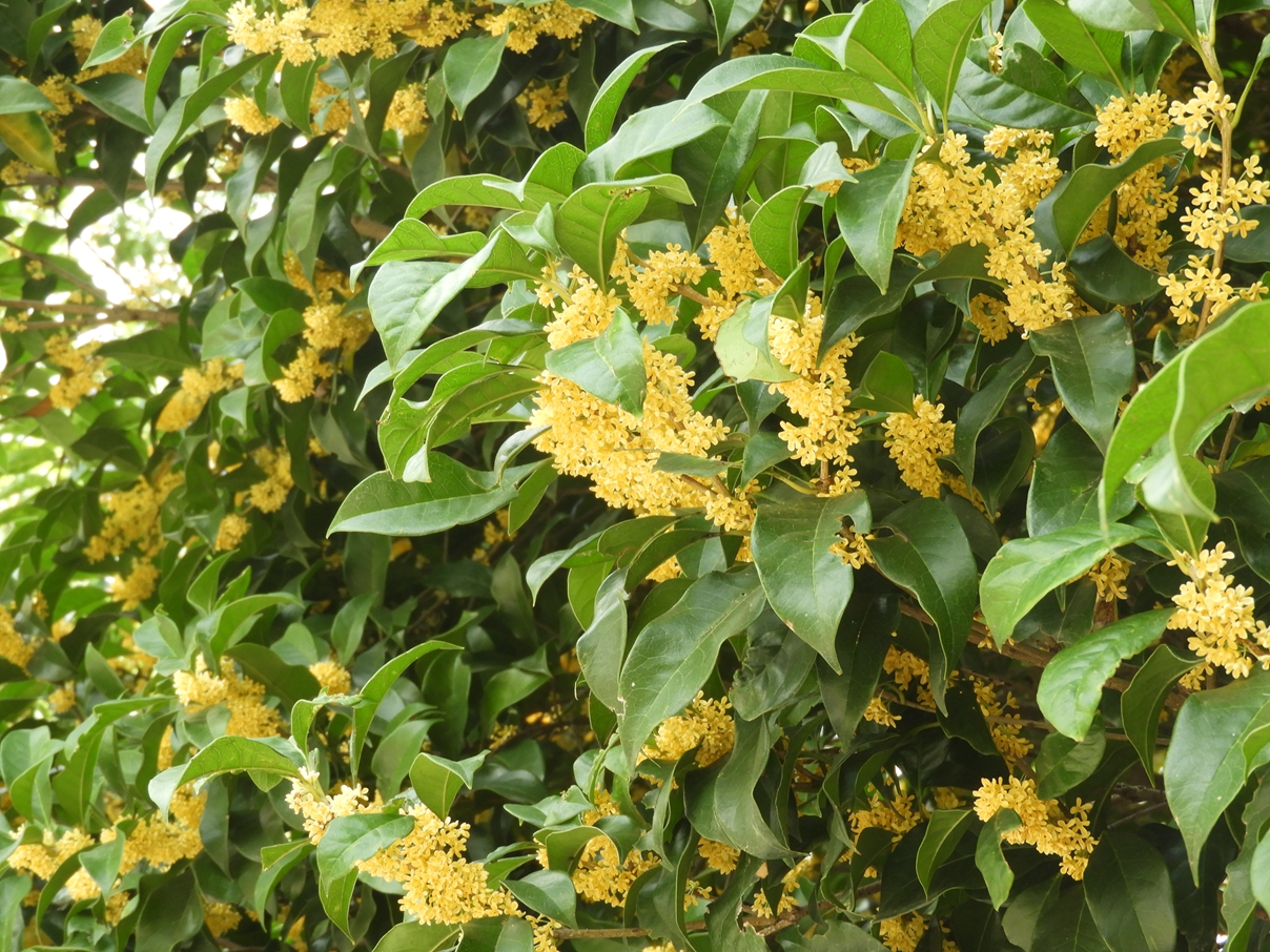 金桂,银桂和丹桂,各色桂花飘香.