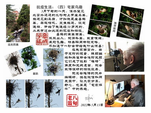 14宅家鸟趣