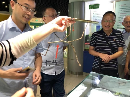 图3 活体竹节虫