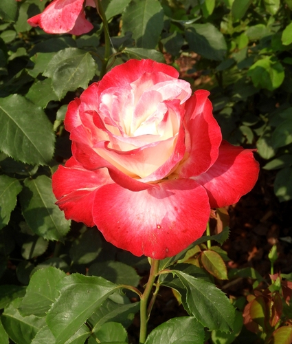 09