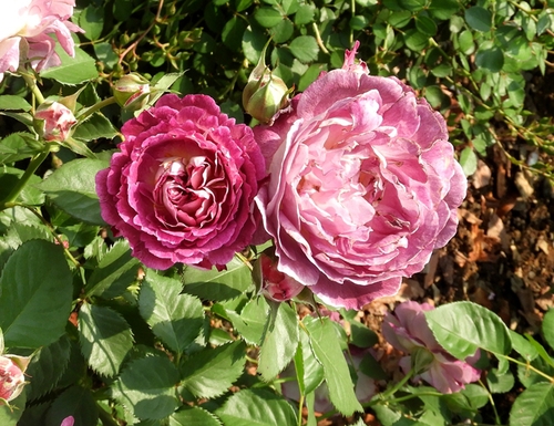 15